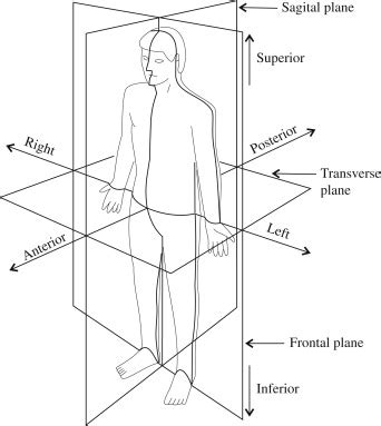 Anatomy and Physiology I Coursework: Anatomical Position and Directions