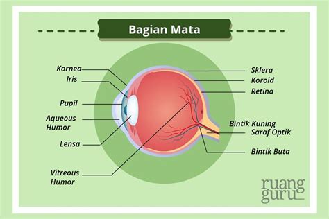 Mengenal Sistem Indera Mata Biologi Kelas Belajar Gratis Di | The Best ...