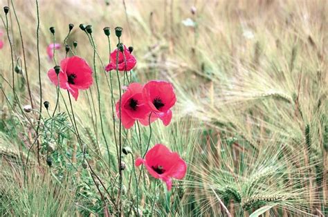 Free picture: poppy, grass, plant, leaf, flower