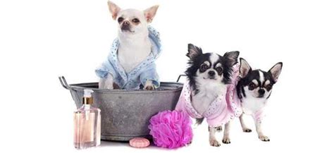 Chihuahua Grooming | PETSIDI