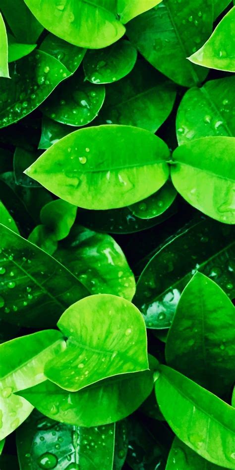 Iphone Green Nature Wallpaper Hd : Green Wallpapers Free Hd Download 500 Hq Unsplash - Green is ...