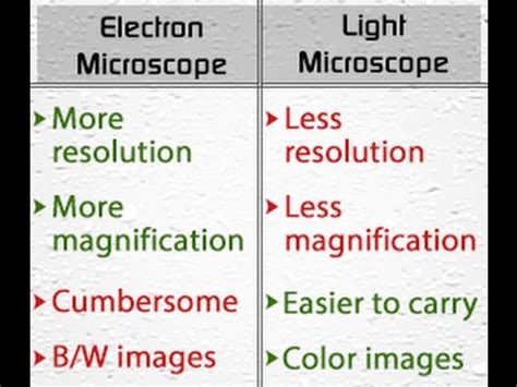 Similarities Between Light Microscope And Electron Microscopes - Infoupdate.org