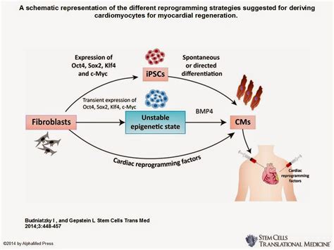 How to in cardiovascular science: Cardiomyocytes for myocardial regeneration