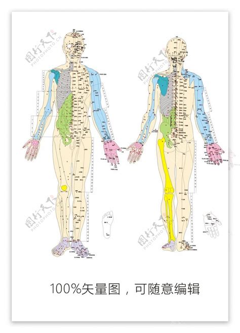 人体经络图图片素材-编号28562888-图行天下