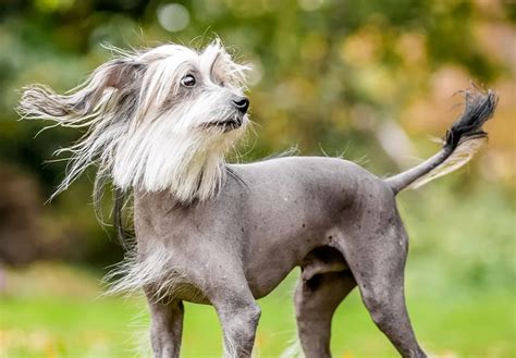 15 Unique, Weirdest Dog Breeds We Love