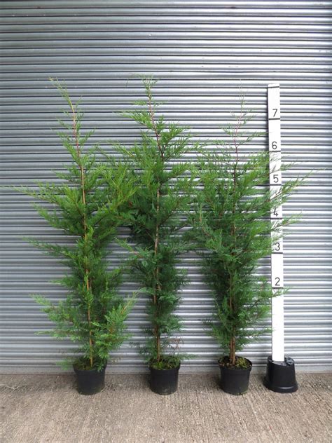 Leylandii Hedging | Mathias Nurseries