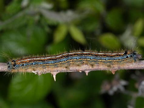 Photo caterpillar identification – Traktorpool schlepper