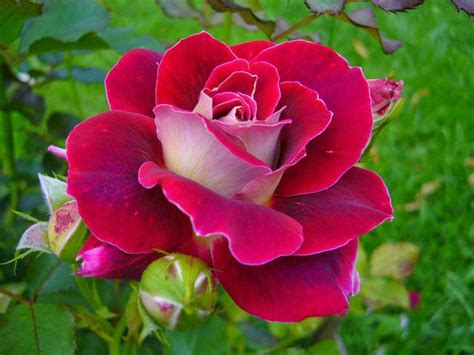 Rosas fotos hermosas - Imagui