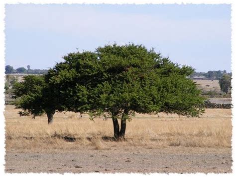 Mezquite and Huizache, Mexican trees that fertilize our soil - The ...