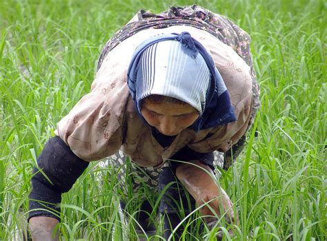 Free Images : lawn, flower, crop, soil, agriculture, rural area, paddy field, grass family ...