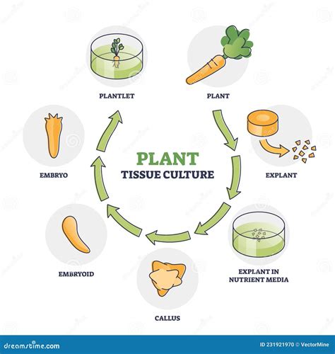 Plant Tissue Culture Diagram