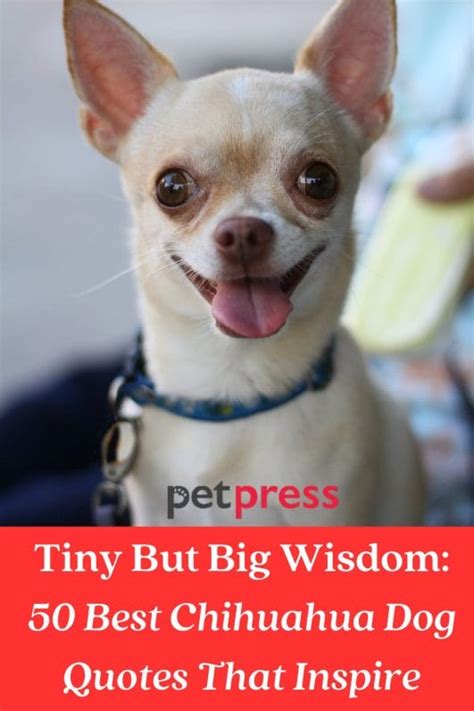 Tiny but Big Wisdom: 50 Best Chihuahua Dog Quotes That Inspire