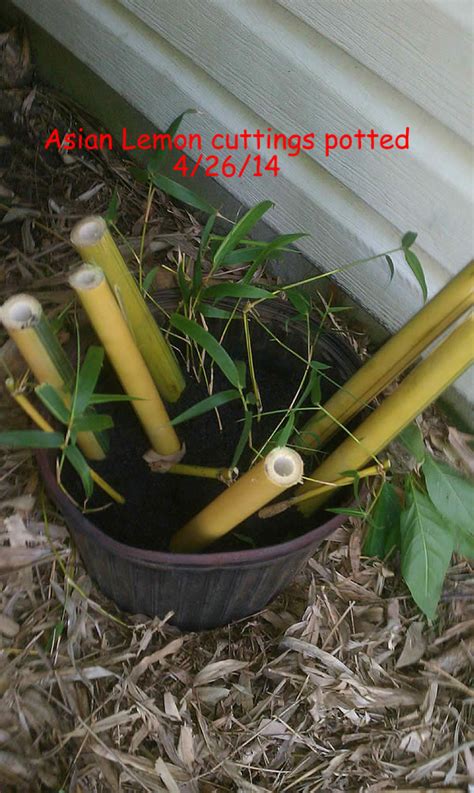 Propagating Bamboo via Culm Cuttings – Bamboo Propagation