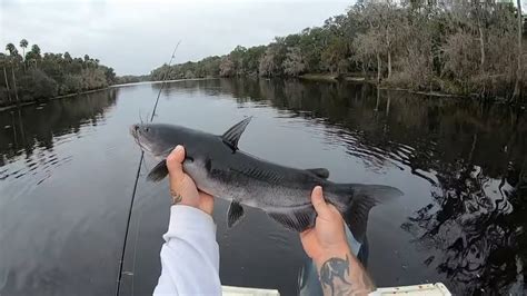 FLORIDA FRESHWATER FISHING FOR CHANNEL CATFISH IN THE ST.JOHNS RIVER ...