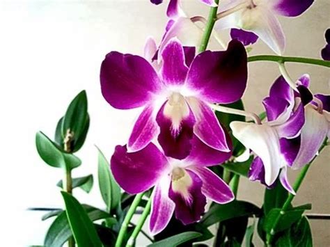 A Purple Orchid Flower | Orchid Flowers