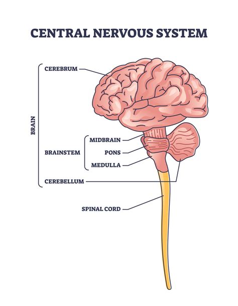 Diagram Of The Nervous System Labeled