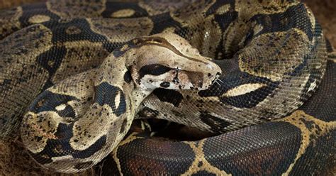 Huge 7ft boa constrictor dumped on man's driveway - Derbyshire Live