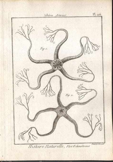 1791 Original Engraving Starfish Asteria Natural History Sciences - Etsy