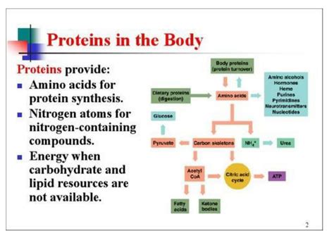 PPT - Protein Metabolism PowerPoint Presentation - ID:151222