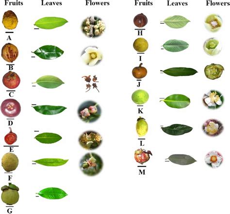 Fruit, leaves and flower morphology of Garcinia L. species utilized in ...