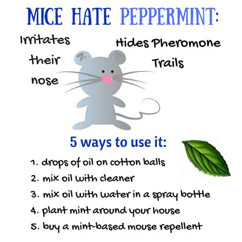 Does Peppermint Oil Repel Mice? Yes! Get Rid of Mice Easy | Mice repellent, Getting rid of mice ...