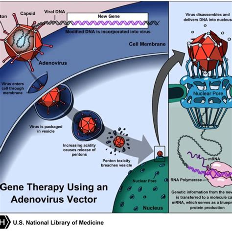 Schematic representing use of viral vectors in carrying certain genetic... | Download Scientific ...