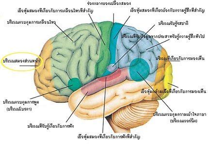 1.โครงสร้างและหน้าที่ของระบบอวัยวะ - Science 2/1 | Anatomia del cerebro humano, Neuroanatomia ...