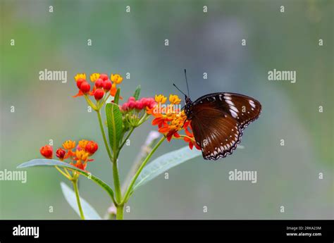 Malayan Eggfly butterfly "Hypolimnas anomala" feeds using its proboscis on orange and yellow ...