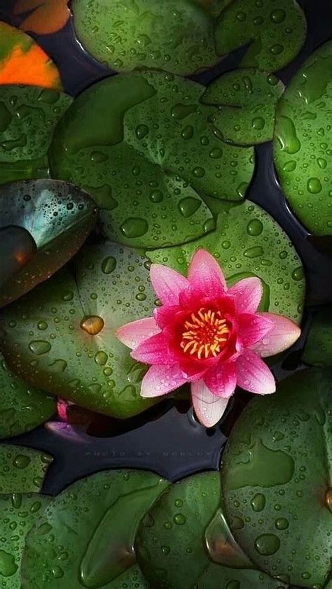 Pin by калейдоскоп on природа... | Lotus flower art, Lotus flower pictures, Flower pictures