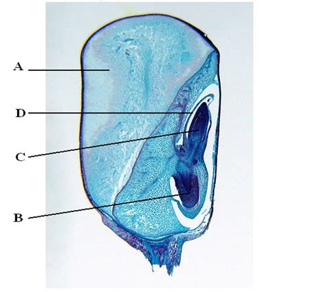 Biology Diagrams - Images for Biology - Diagram Examples for Biology