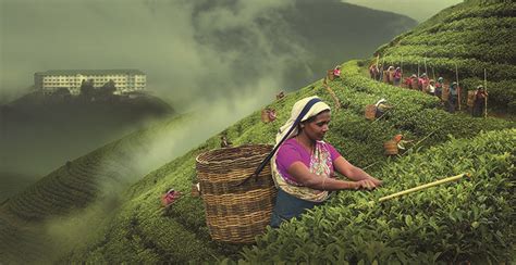 SRI LANKA TEA INDUSTRY FACING UP TO NEW CHALLENGES - Ceylon Tea