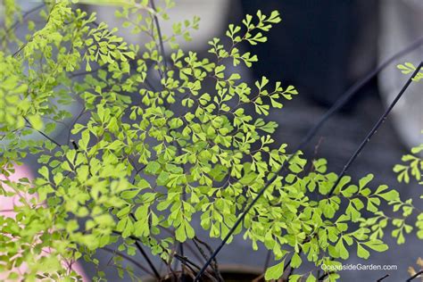 Adiantum microphyllum - Oceanside Garden