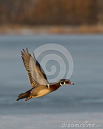 Flying Wood Duck Stock Photos - Image: 31141803