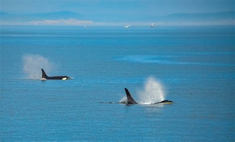 Pod of Orcas — Powell River United Church