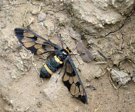 Wasp moth Photograph by Prerna Jain - Fine Art America