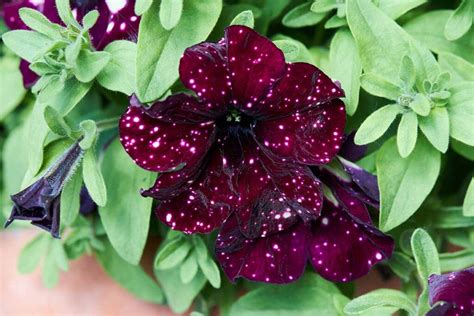 17 of the Best Red Petunias for Your Garden | Gardener’s Path