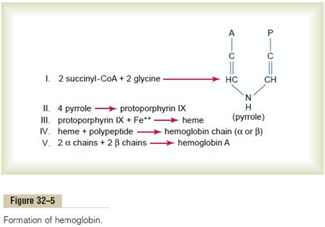 Formation of Hemoglobin