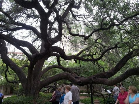 Tree at the Alamo! | Tree, Alamo