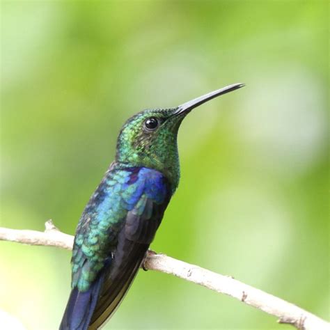 So many hummingbirds | Trip to colombia, Ecotourism travel, Travel tours