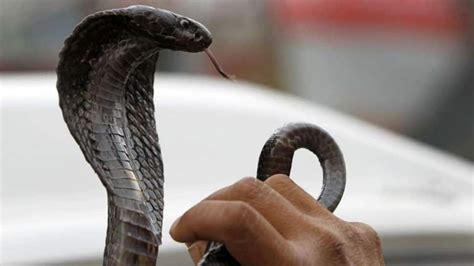 Most venomous snakes in the world; read here | World News | Zee News