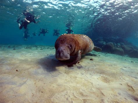 Catamaran Snorkel Tours - Snorkeling Palm Beach