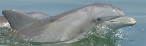 Bottlenose Dolphins - Gulf Islands National Seashore (U.S. National ...