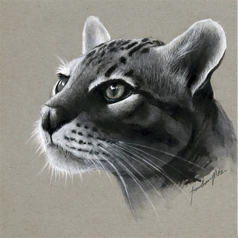 Realistic Animal Pencil Drawings