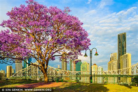 Brisbane City in Spring Image | Fine Art Landscape Photography | Ilya Genkin