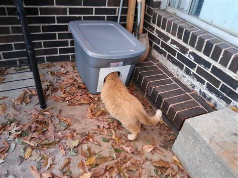 Learn How to Make the Cheapest and Easiest Cat Shelter for Winter # ...