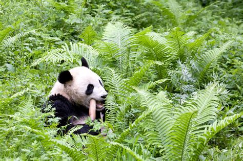 Climate change not the only threat to giant pandas, study says - Carbon ...