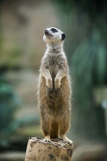 Meerkat facts that will amaze your kids | Tropical World Leeds