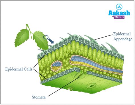 Epidermal Tissue System: Functions, Components & Structure | AESL