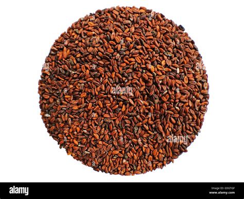 cress, seeds Stock Photo: 106705999 - Alamy