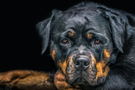 Rottweiler Wallpapers - Wallpaper Cave